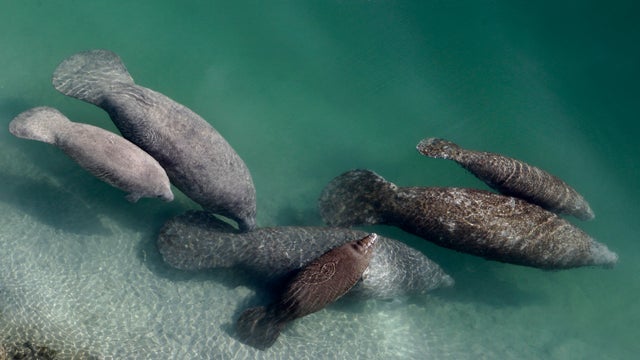 Manatees.jpg 