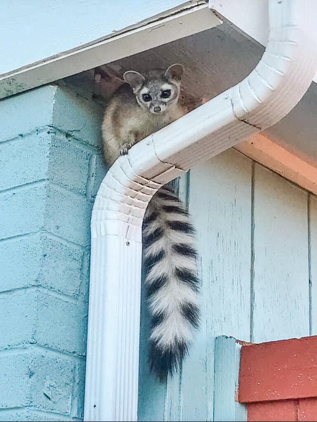 ringtail credit city of englewood 