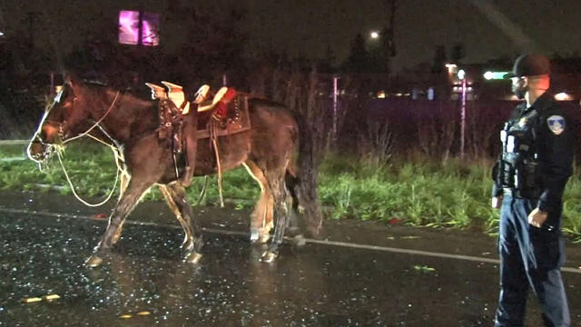 dui-horse-collision.jpg 