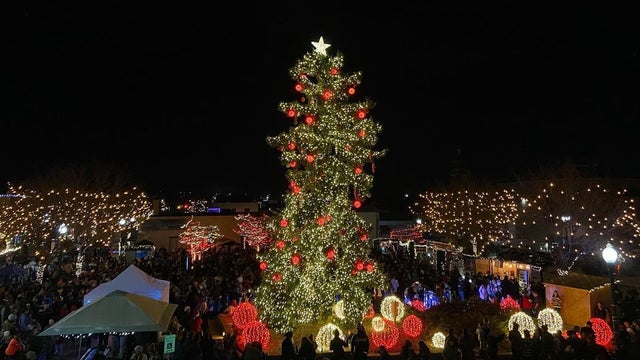 arvada tree pre-wind (olde town arvada facebook) 