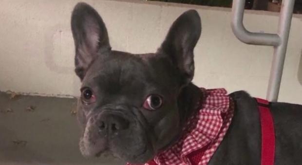 French Bulldog Stolen In Hollywood By Armed Men Found Safe 