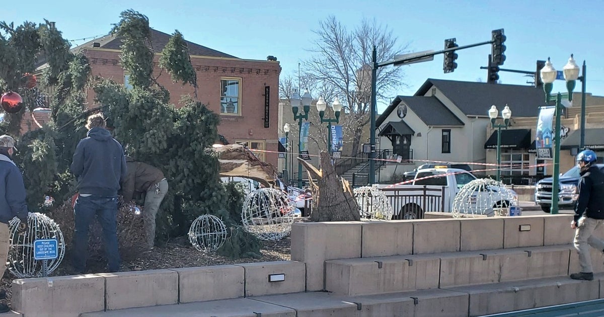 'Landmark' Christmas Tree In Olde Town Arvada Knocked Down By Wind