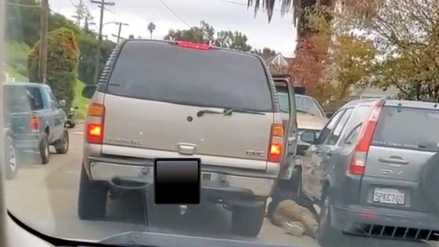 cat-theft.jpg 