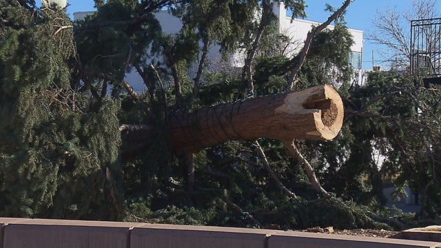 ARVADA XMAS TREE 10 PKG.transfer_frame_0