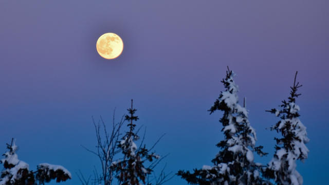 Full moon over the treetops with snow at sunset. 