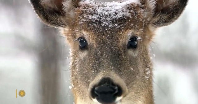 Nature Snowfall in South Dakota CBS News