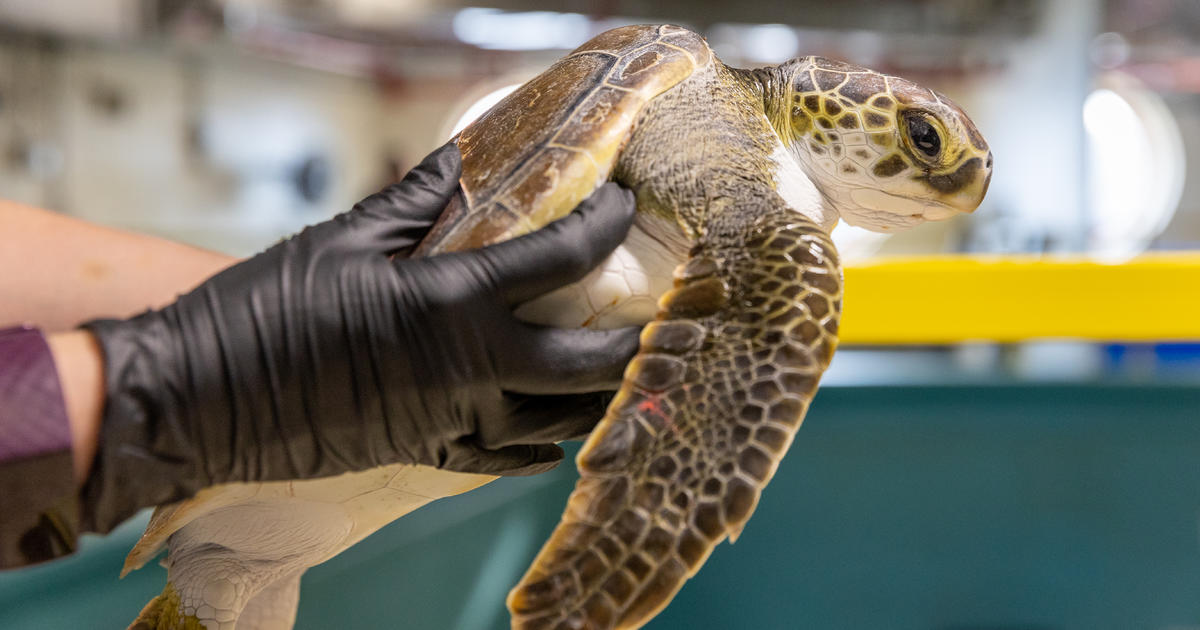 Zoo Miami opens new Sea Turtle Hospital