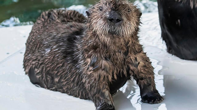 aquariumofpac-rescued-otter.jpg 