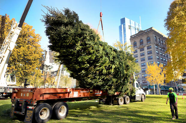 Christmas Tree Arrives in Boston Common 