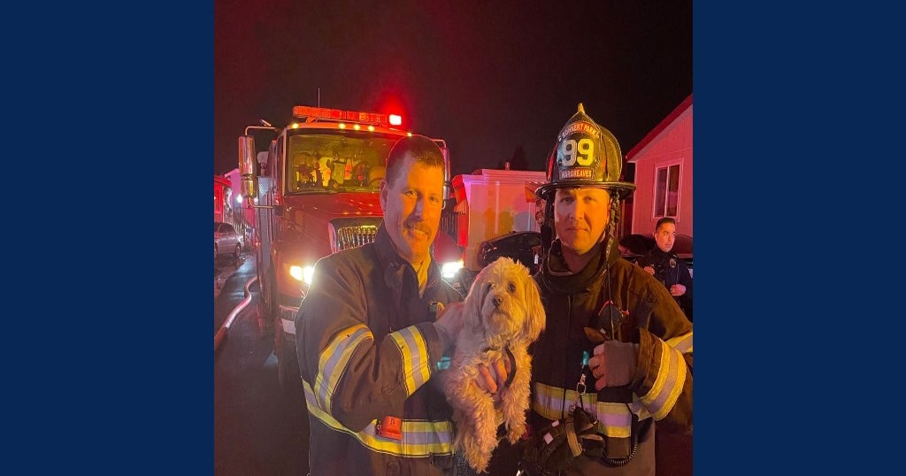 Dogs Rescued in Rohnert Park Mobile Home Fire CBS San Francisco