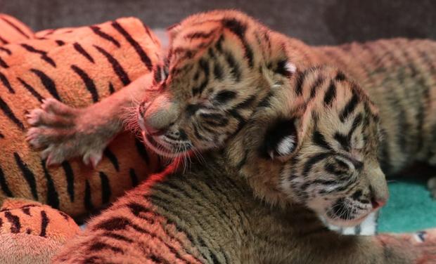 tiger cubs 1 