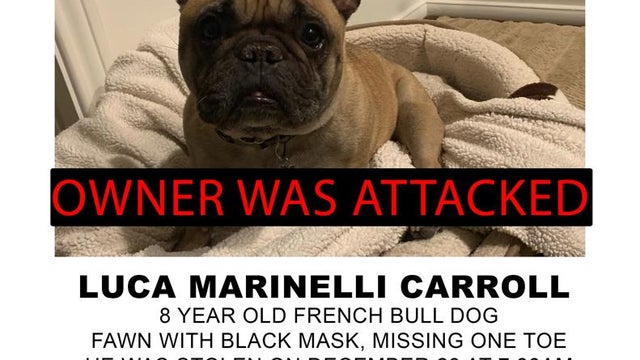 French-Bulldog-Stolen-in-Brutal-Attack-Dec-28th-Sunset-Doheny.jpeg 