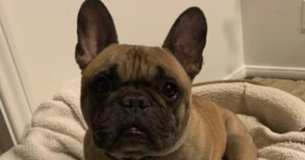 Luca, Stolen French Bulldog, Returned To Owner Who Was Brutally Beaten ...