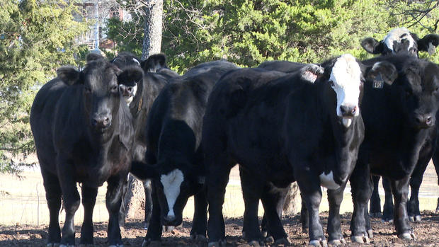 Cattle farm in Navarro County 