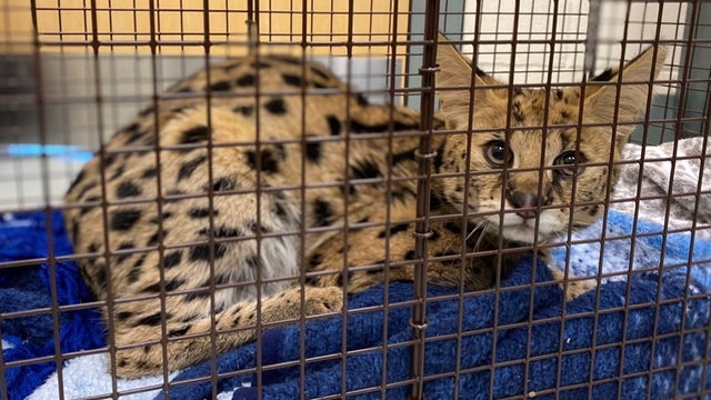 Bruno-the-Serval-is-safe-will-soon-be-placed-in-a-zoo-or-sanctuary-Image-Credit-MSPCA-Angell-1.jpg 