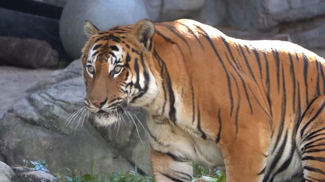 ZooTamoa-Malayan-Tiger.jpg 