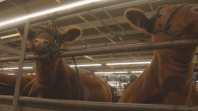 STOCK-SHOW-RETURNS-PKG.transfer_frame_99.jpeg 