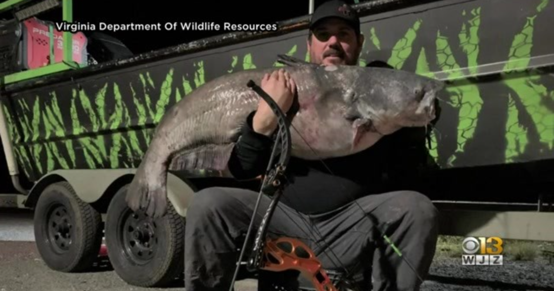 Waldorf Man Sets Virginia Record When He Catches 62Pound Catfish CBS Baltimore