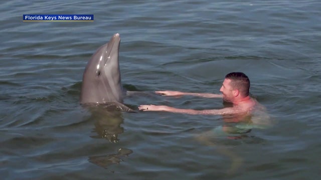 Wounded-Warriors-Interact-With-Florida-Keys-Dolphins.jpg 