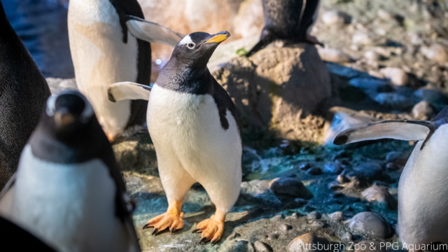 Pirates and Steelers show support for Penguins