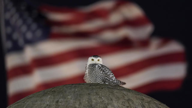 APTOPIX Snowy Owl Washington Monuments 