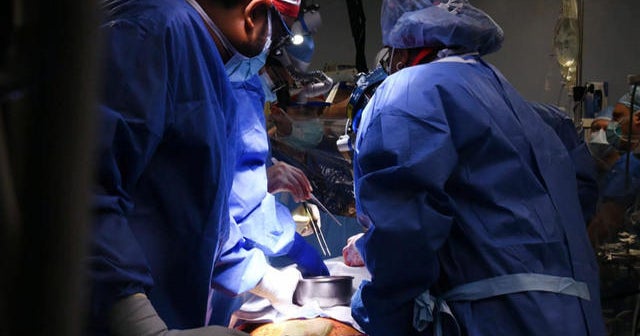Maryland surgeons transplant pig's heart into