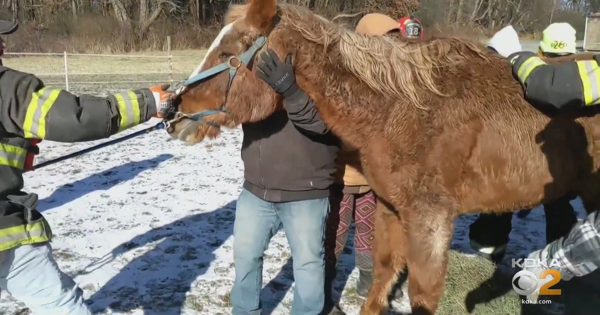 Beaver County Fire Departments Rescue Fallen Horse - CBS Pittsburgh