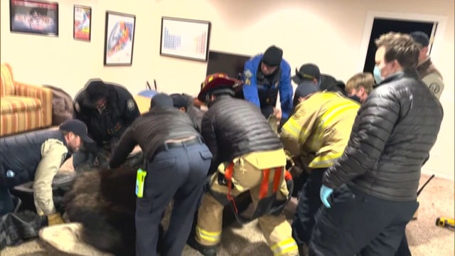 MOOSE IN BASEMENT 6PKG.transfer_frame_1048 