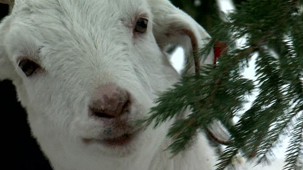 Goats Eat Christmas Trees 