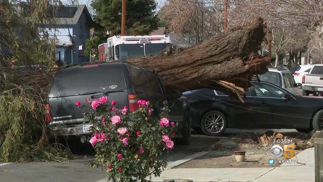 fallen-tree-in-San-Jose.jpg 
