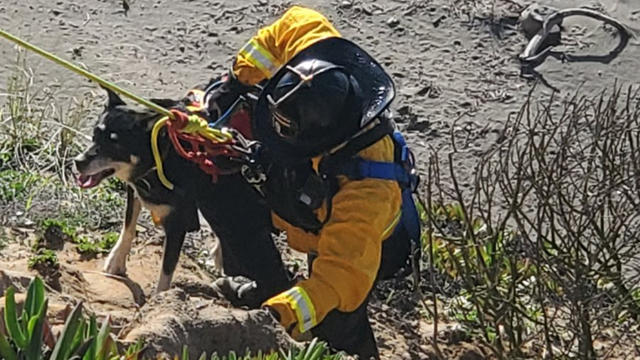 Fort-Funston-dog-rescue-SFFD.jpg 