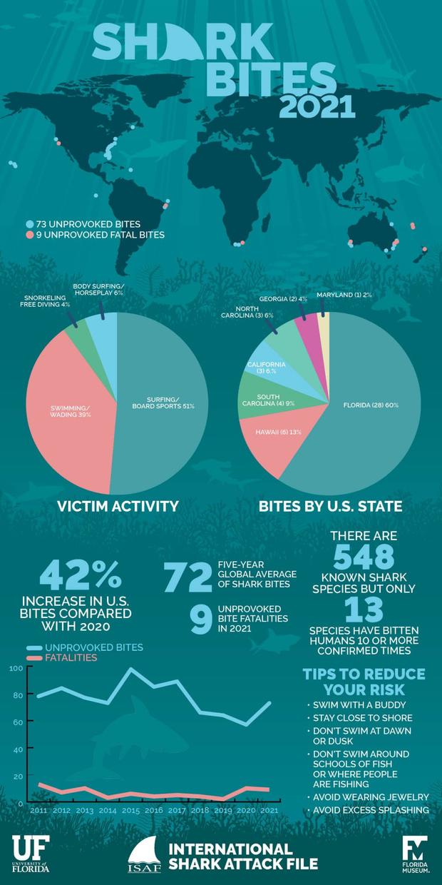 Shark Bite Infographic 