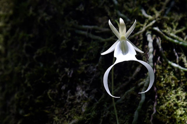 Florida's Ghost Orchid, One Of The World's Rarest Flowers, In