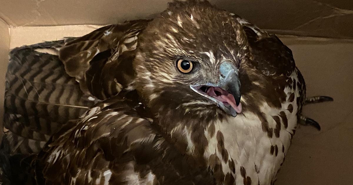 Officers Rescue Injured Hawk 'Eddy' In San Francisco's Tenderloin ...