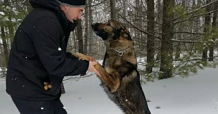 Police Dog Rescues Man Who Got Lost In Frigid Northern Michigan Woods