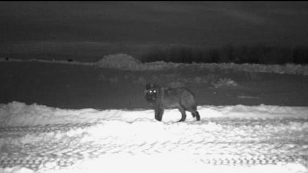 Wolves Gittleson Ranch camera-002 