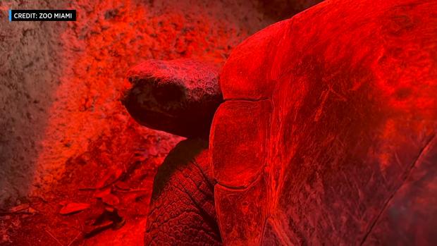 Galpagos Tortoise Zoo Miami Cold Weather 