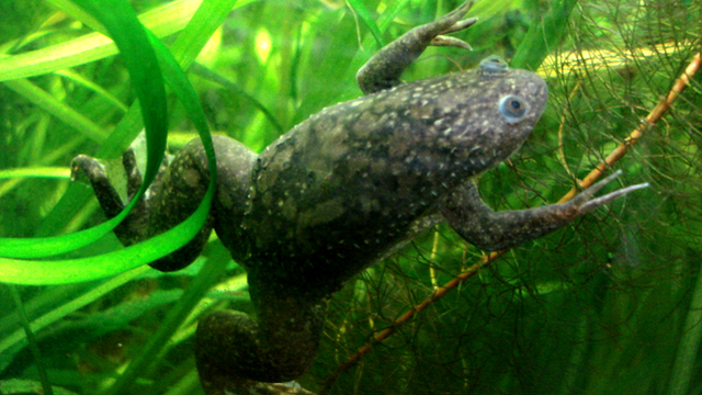 "Xenopus Laevis" Toad Laboratory In Montpellier, France In December,1992. 