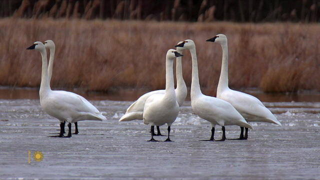 swans-883954-640x360.jpg 