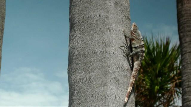 0131-raining-iguanas-req-884757-640x360.jpg 