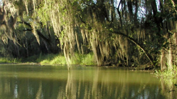 Santa Ana Wildlife Refuge
