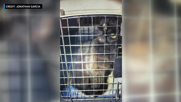 Animals rescued from hoarder pics cats rescued Hollywood 