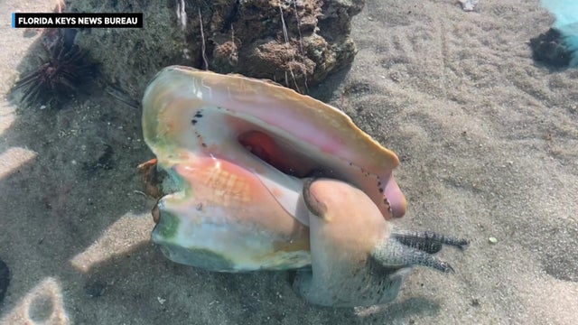 Florida-Keys-Groundhog-Conch.jpg 