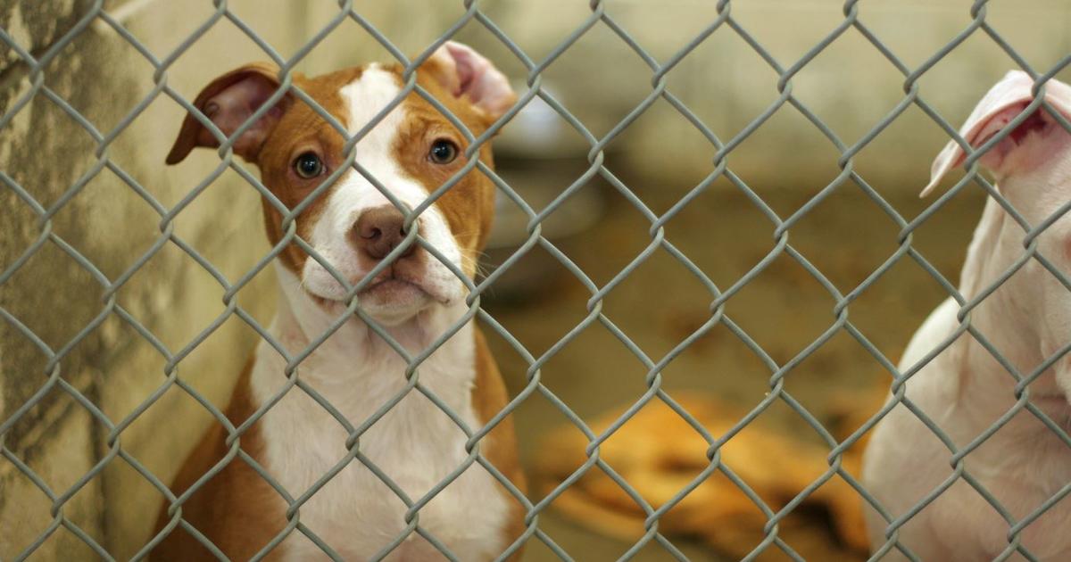 Animal shelters overwhelmed as more and more people surrender their pets -  CBS Pittsburgh