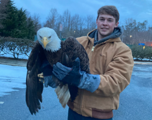 Injured Bald Eagle Found In Charles County 