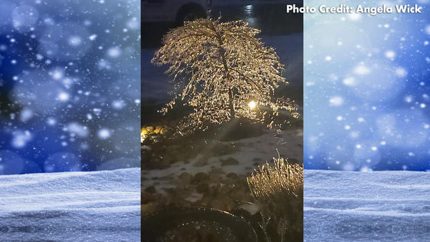 Frozen-Tree.jpg 