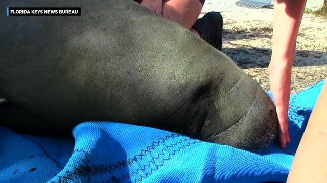 Rehabbed-Manatee-Released-in-the-Florida-Keys.jpg 
