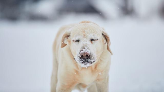 dog-in-the-cold.jpg 