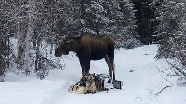 Iditarod-Moose Attack 