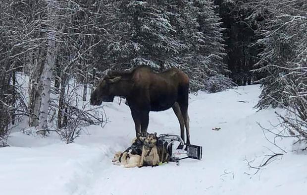 Iditarod-Moose Attack 